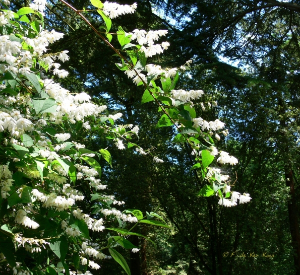 Bois des Moutiers (6) Summer 2012